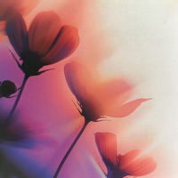 On My Mind - Single - flowless