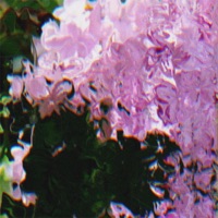 Lilac. - Single - Kosu.