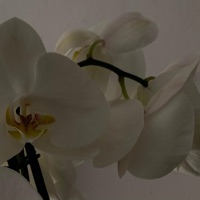 los días que no me amas - EP - Tristan Aviles