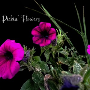 Pickin' Flowers - Single
