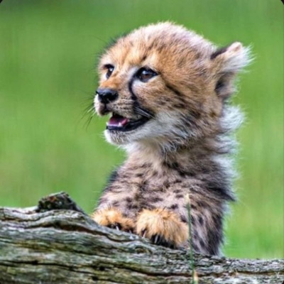 Soul Gospel - Single