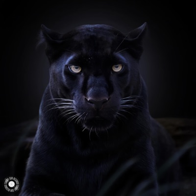 Cant Look Away - Single