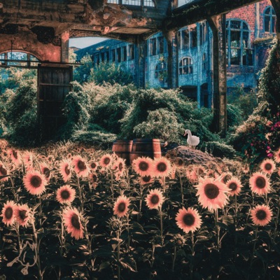 Sunflower Palooza Remixed