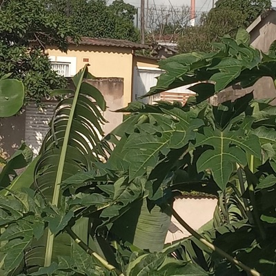 Zulu's lexicon p2 B - Single