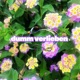 dumm verlieben Single