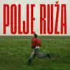 Polje ruza