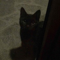 Closer - Single - RHINOO!