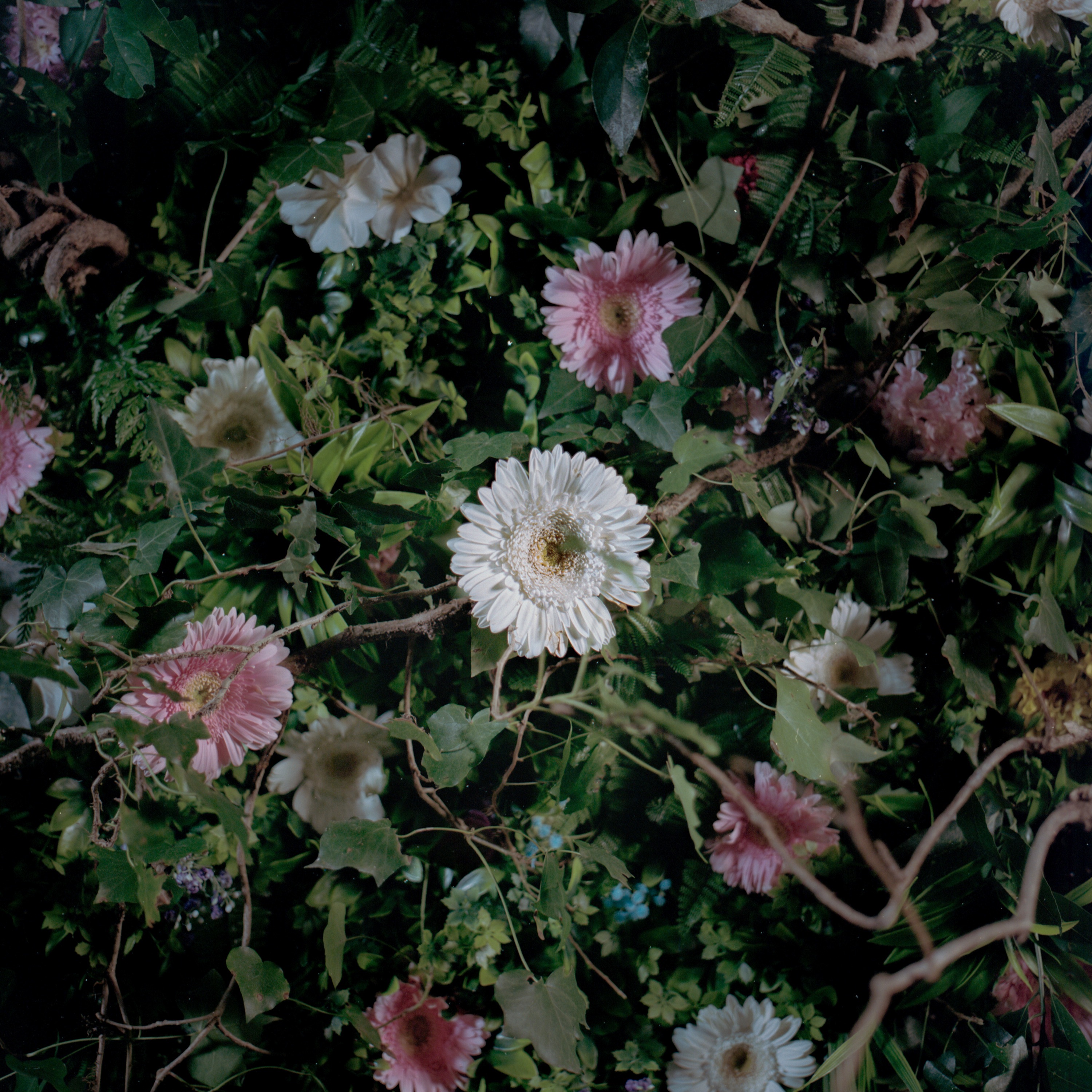 alto il mento - Single