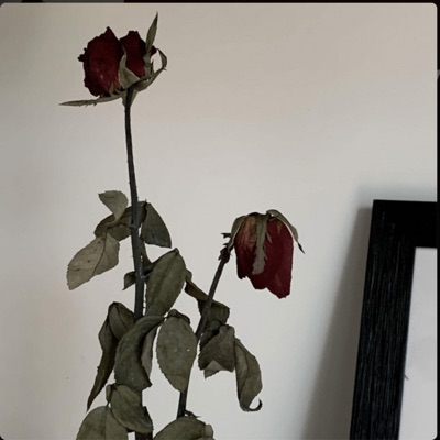 I Don't Trust Nobody - Single