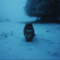 shattered - Single - sunfade & WINTERCAT