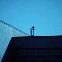Sophomore (feat. P-Nice) - Single - Darwin Paz