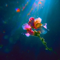 Pixahui Ghaba - Single - Yuj