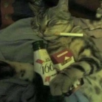 Plans - Single - SillyMustard