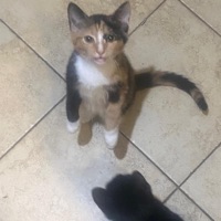 ion Kare - Single - KantbRenn