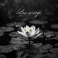 LOTUS ÇİÇEĞİ - Single - Pengu