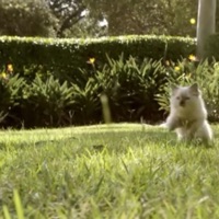 delincuente (feat. G Cappo) - Single - psychic