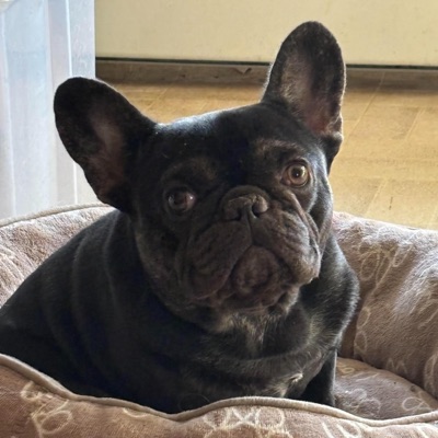 pup (feat. scoobwtff) - Single