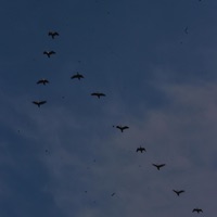 Spilled Coffee - Single - Marckurr