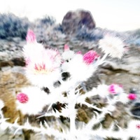 SALINE (feat. Samosthated & DJ Ess) - Single - AACCOUTREMENTSS