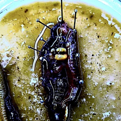 skin (feat. kenji) - Single