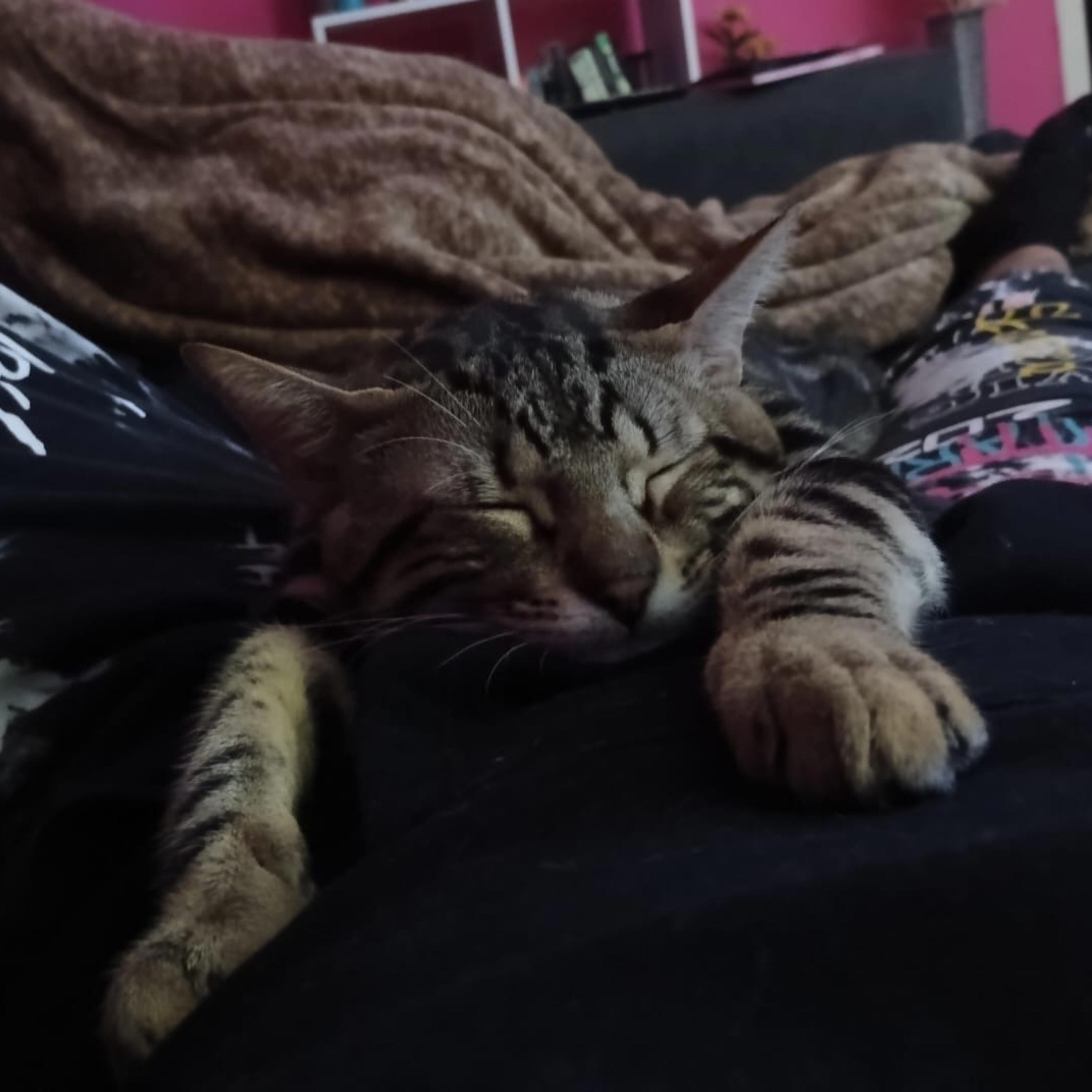 2025 I AM MUSIC (Extended Mix) - Single