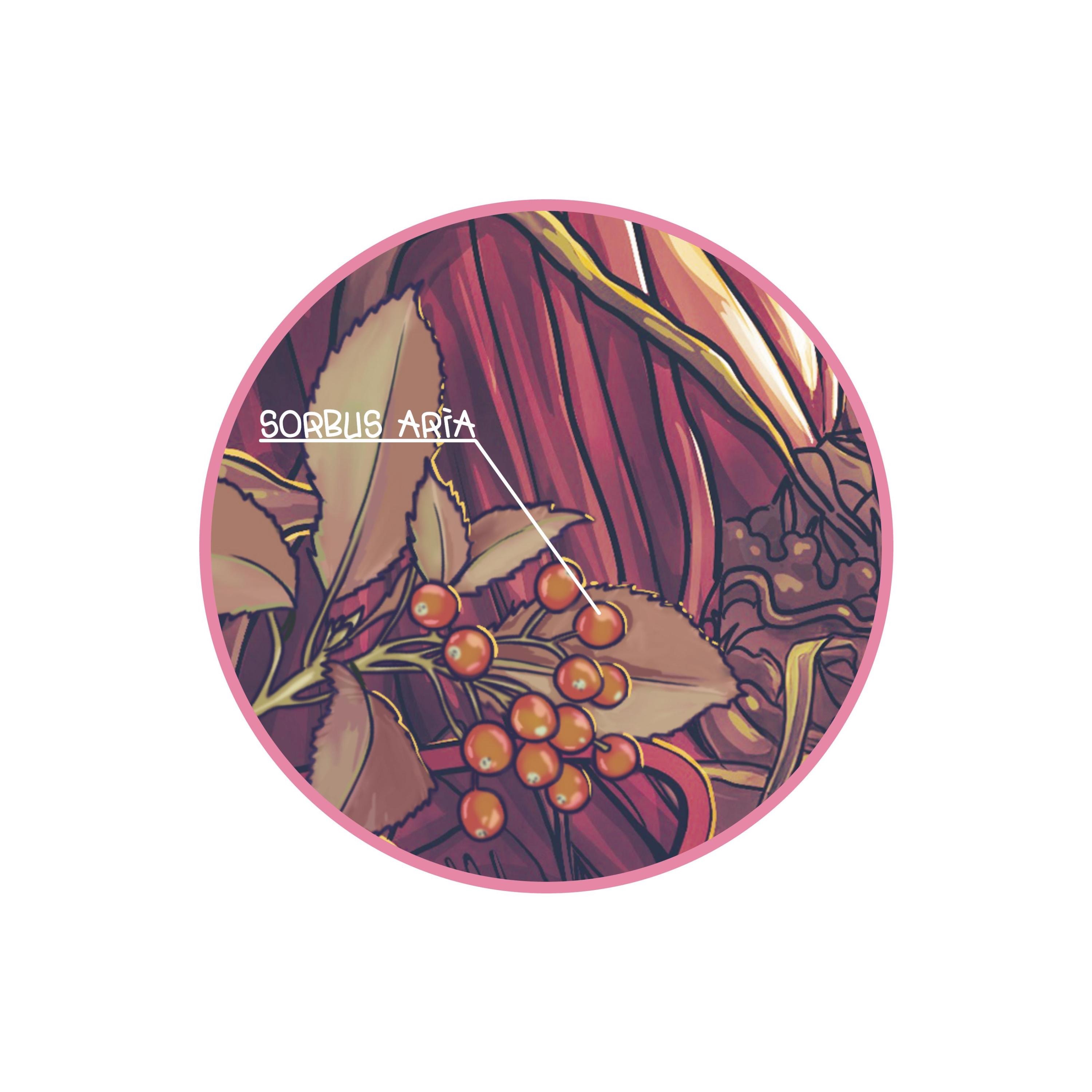 Sorbus Aria - Single