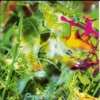 Icon Second Nature