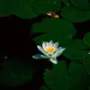 Nate2Timez - Lilly Pad