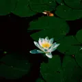Lilly Pad