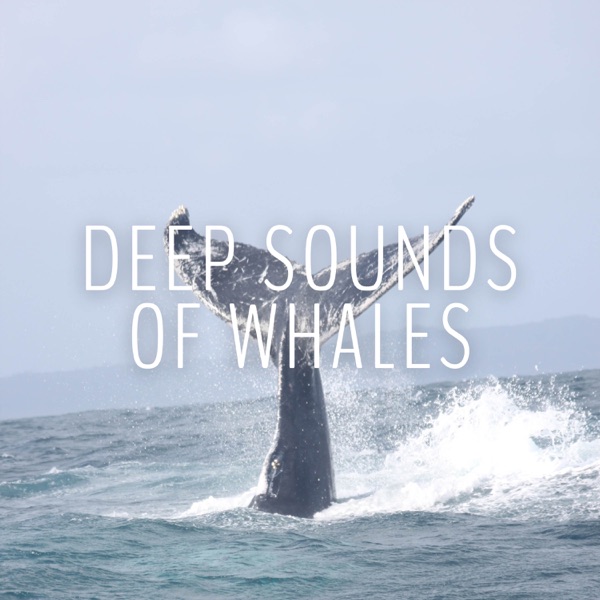 Deep Sounds of Whales