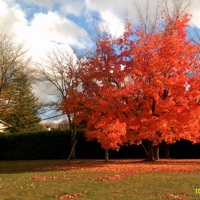 Red hand - Single - NikoTheChild