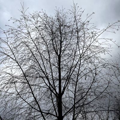 springtimeoflife - Single