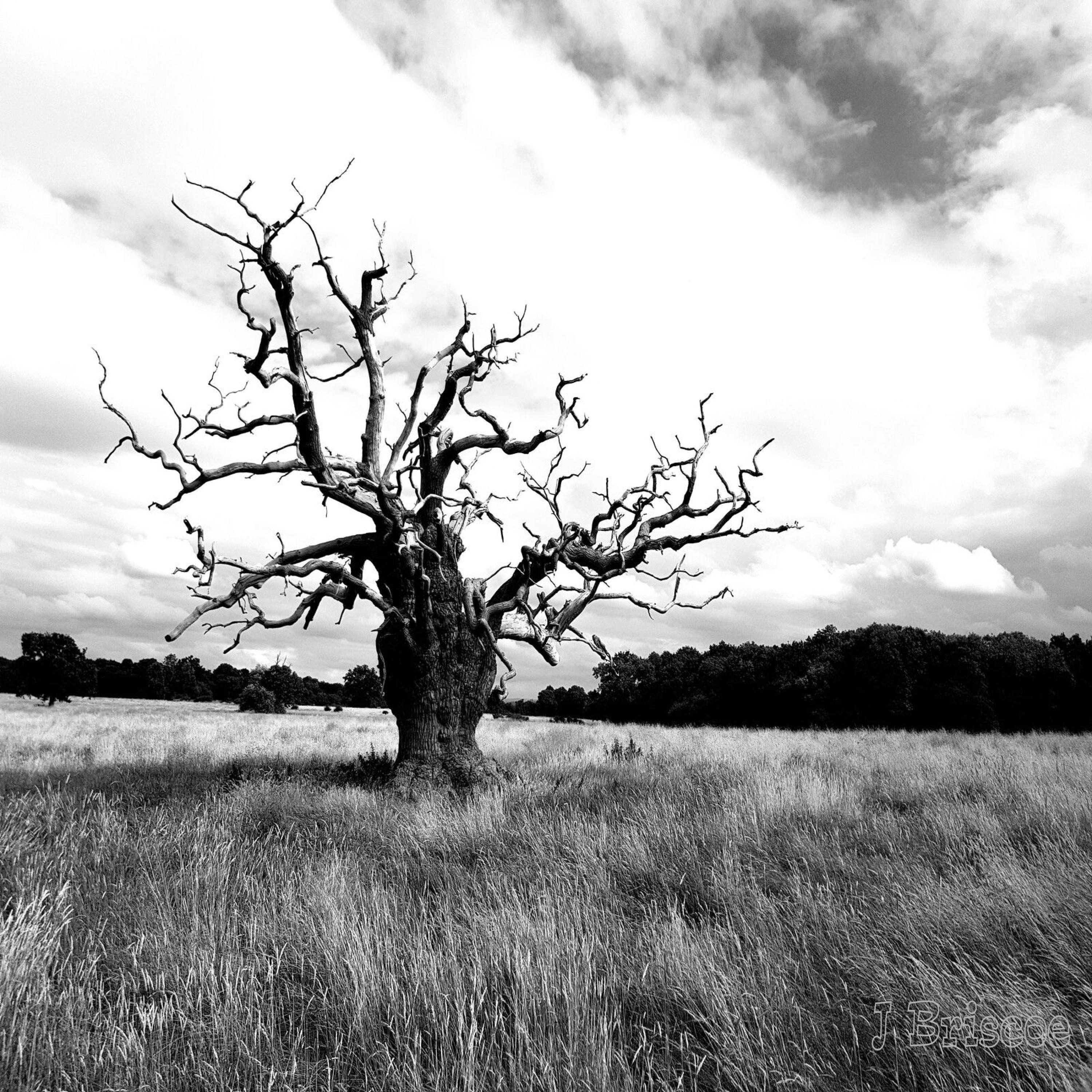 Dakota (Trance edit) - Single