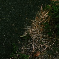 Mùa Hạ Là Những Cơn Mưa - Single - Vương Cây