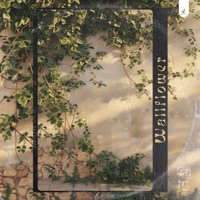 Wallflower - Single - Oaty.