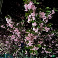 Bound2u - Single - Oni Boy