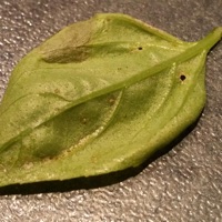 BASIL LEAF (feat. Wajaka) - Single - Sha Tha Shaman