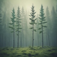 Forest Flute - Single - NAOMI