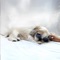 Silence entre deux aboiements - Benn Fiechter lyrics