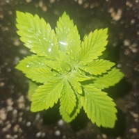 Medicinal - Single - Doble A & piiedrass