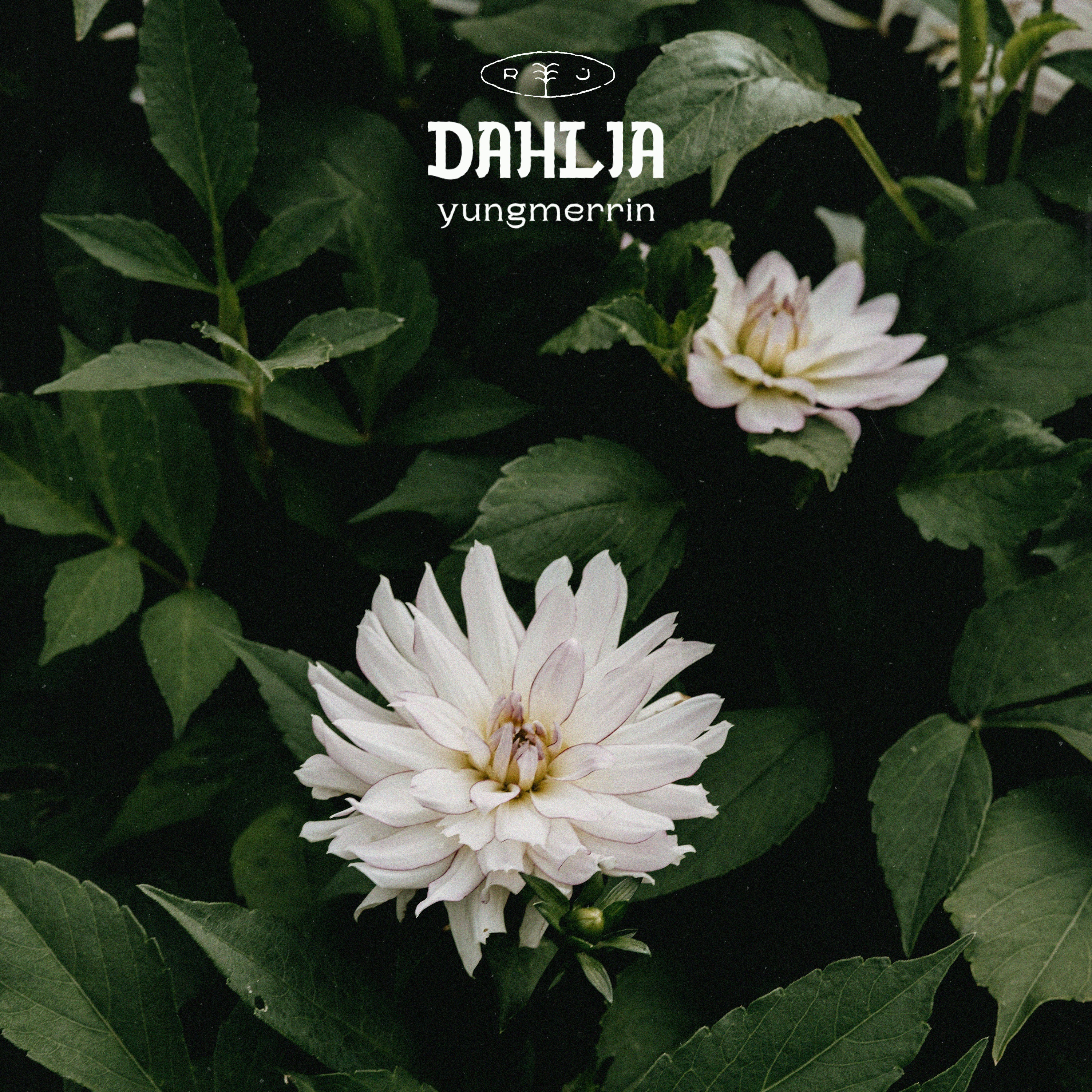 Dahlia - Single