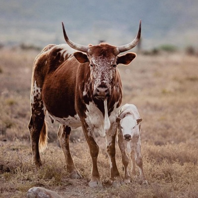 Sax in the Streets (feat. Rambotic Bad Rsa) - Single