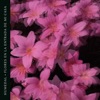 Flores en la entrada de mi casa (feat. Mimus) - Single