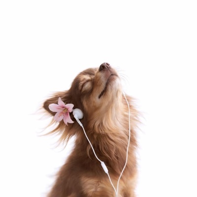 Cant Go Back - Single