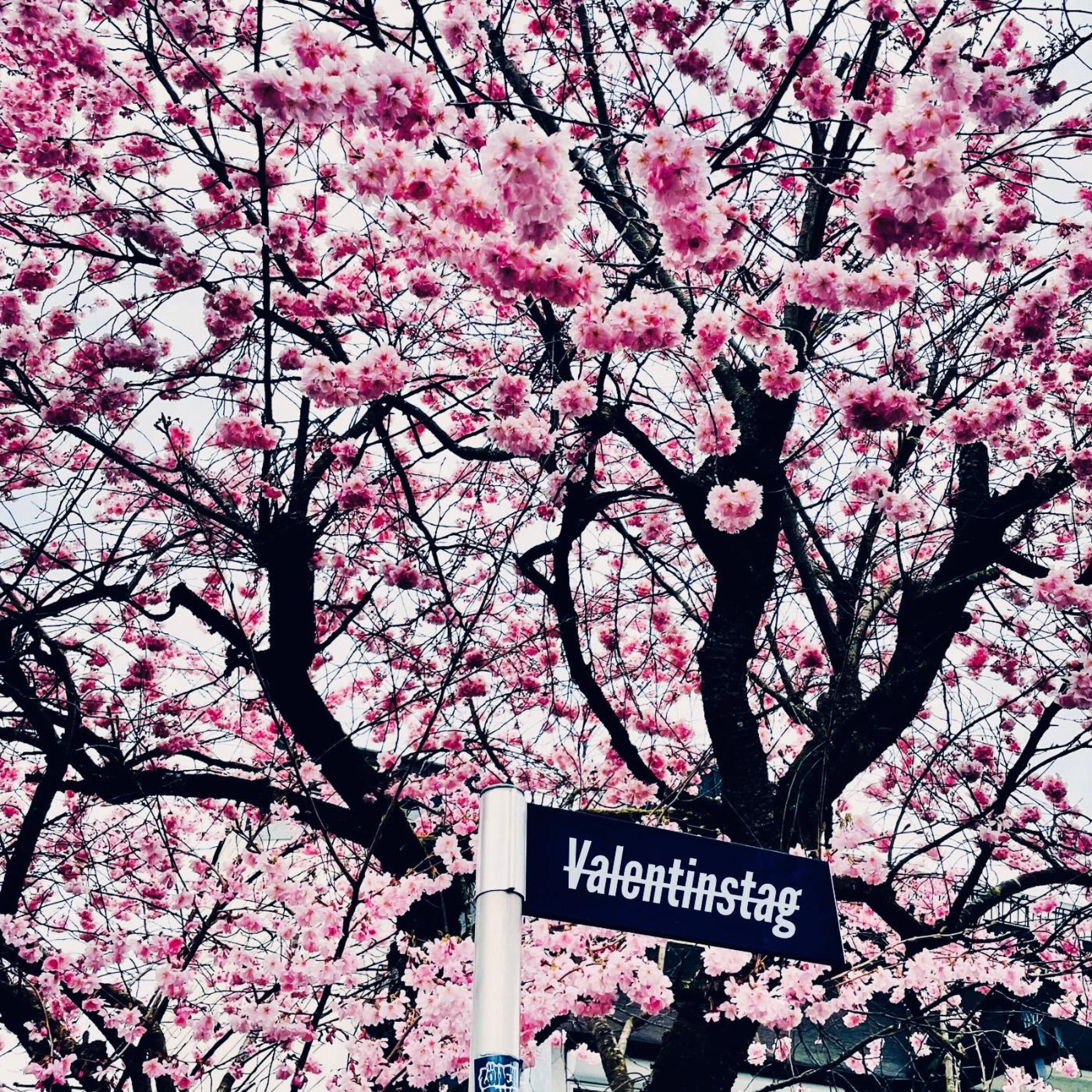 Valentinstag - Single