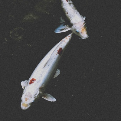 White Koi