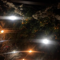 Pip Boi - Single - Bhrisbran