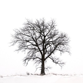 Withdrawals Always November