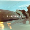 Blackbird