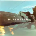 Blackbird 